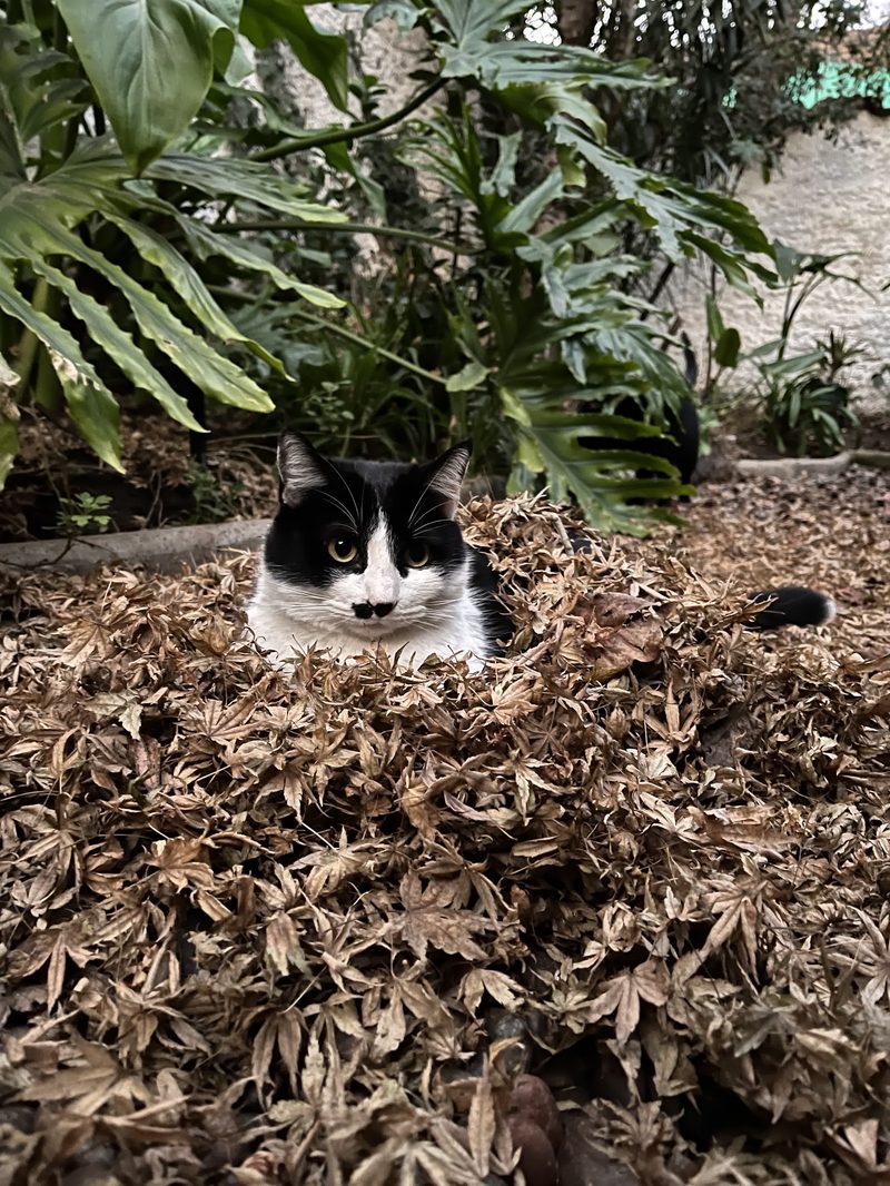 Uno de los gatos de la casa entre el jardín
