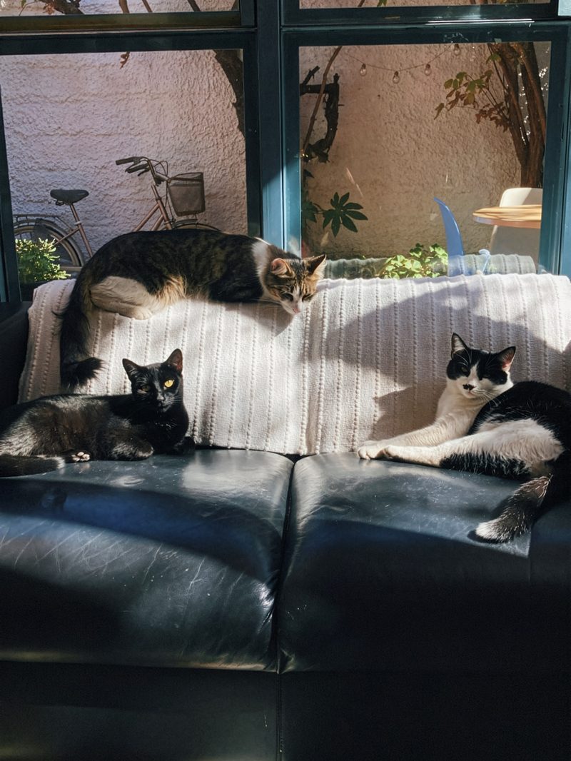 Tres de los gatos de la casa descansando junto al ventanal